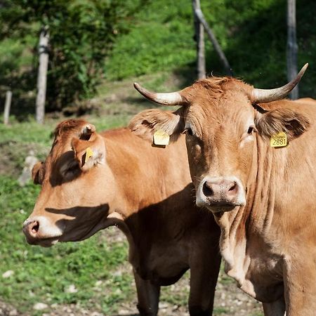 Agriturismo Di Baroni Enzo Dicomano Zewnętrze zdjęcie