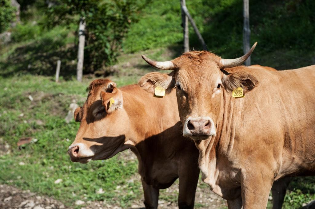 Agriturismo Di Baroni Enzo Dicomano Zewnętrze zdjęcie